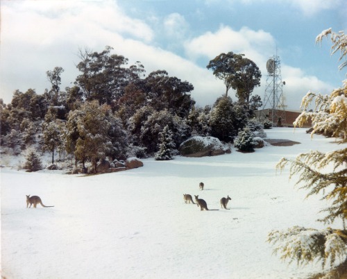 Kangaroos, snow and HSK
